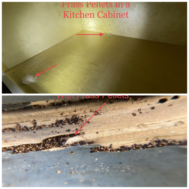 Review Dave's pest control image 271849