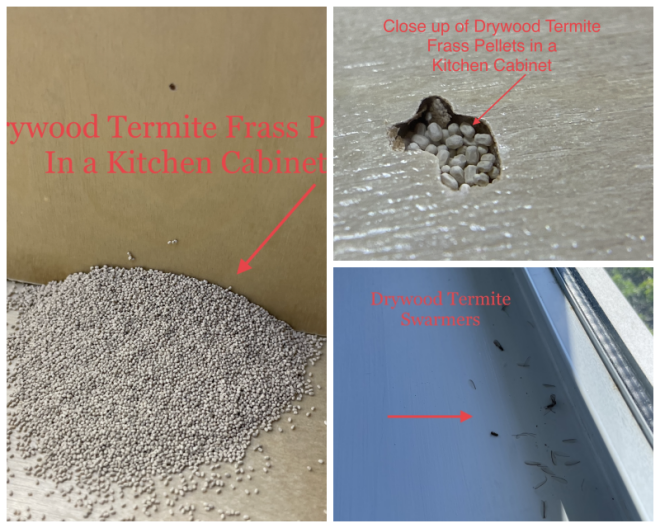 Review Dave's pest control image 271850