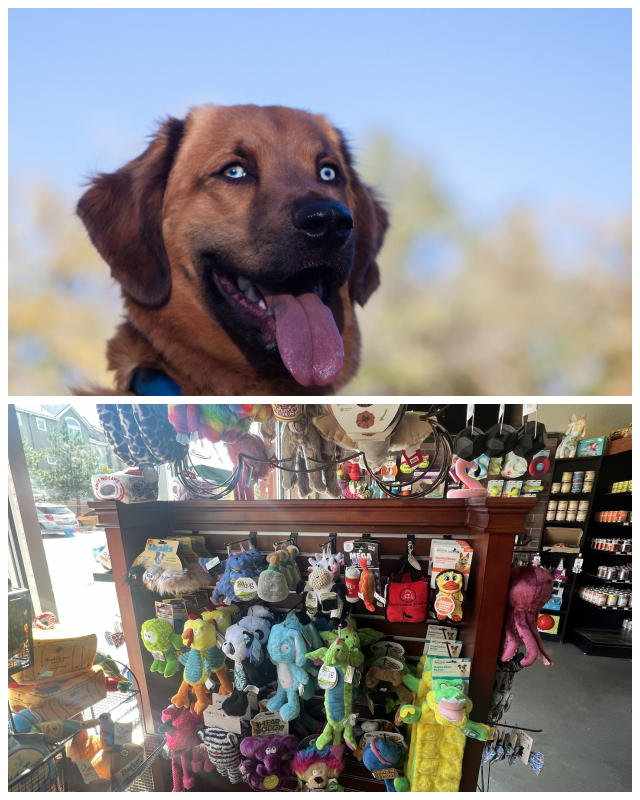Review Simpawtico Pet Store image 38392