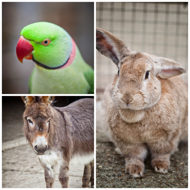 Review Raystede Centre for Animal Welfare image 200935