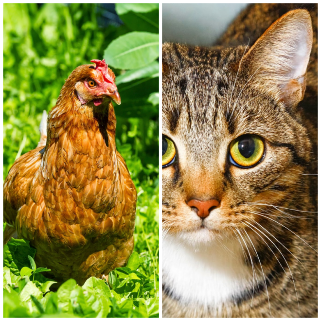 Review Raystede Centre for Animal Welfare image 200936