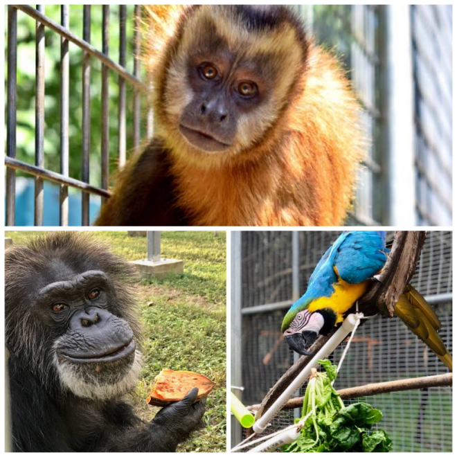 Review Primarily Primates Inc image 108865