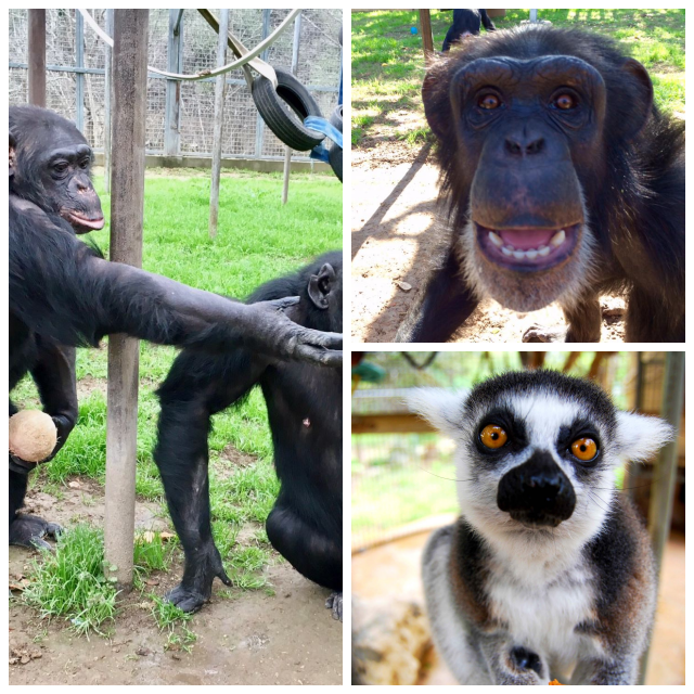 Review Primarily Primates Inc image 108866