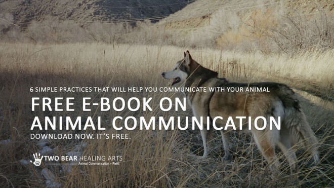 Review Two Bear Healing Arts | Animal Communication + Reiki image 358022