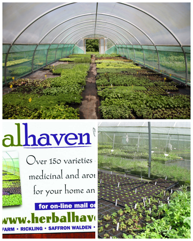 Review Herbal haven www.herbalhaven.com image 135518