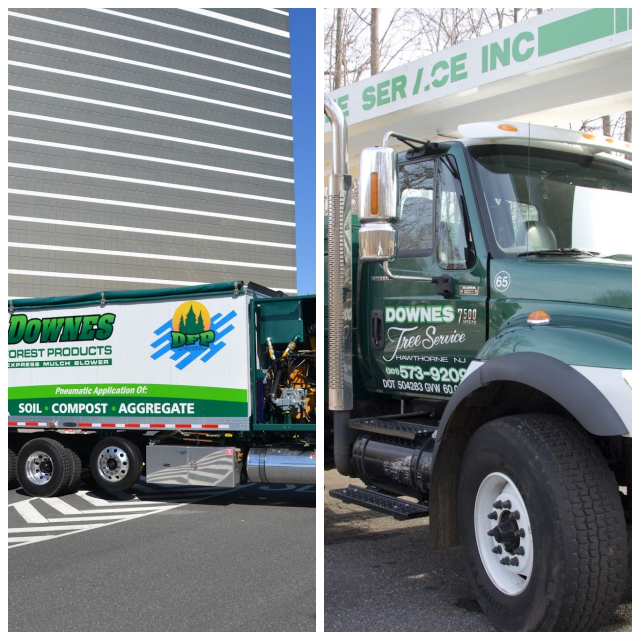 Review Downes Tree Service image 50876