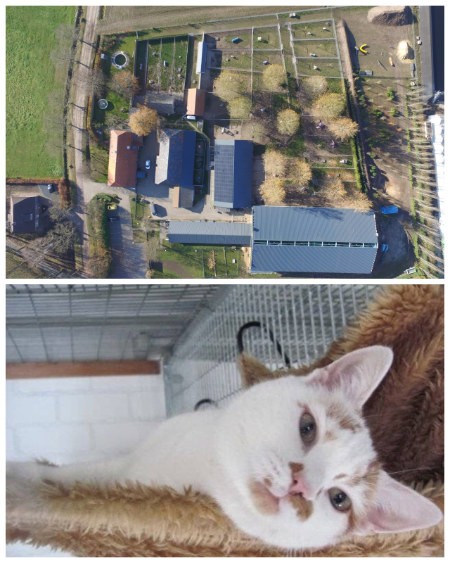 Review Dierenwelzijnscentrum In 't Veld image 163917