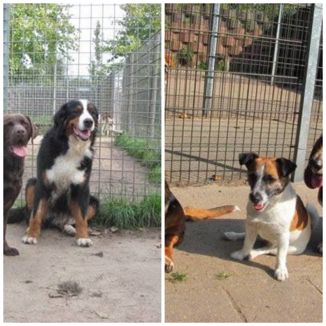 Review Dierenwelzijnscentrum In 't Veld image 163918