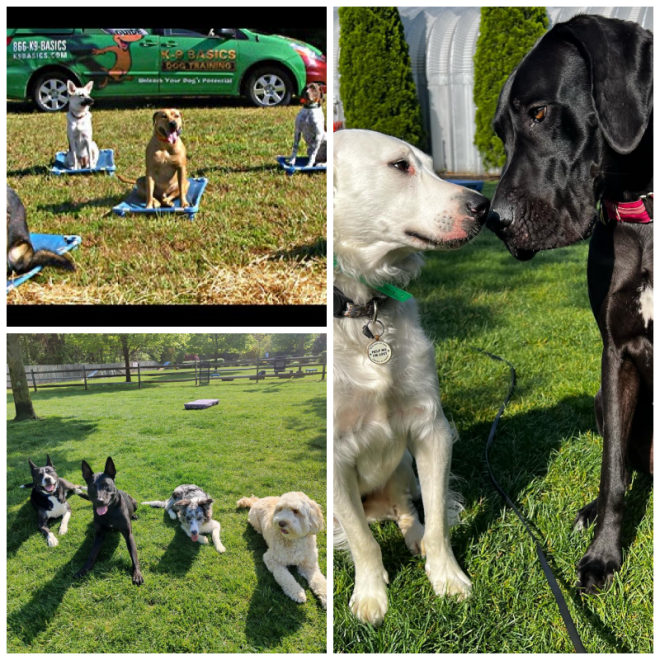 Review K9 basics dog training image 306575