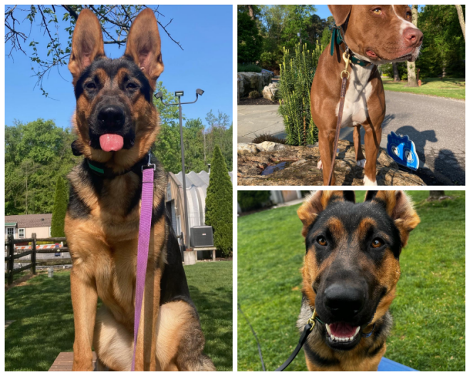 Review K9 basics dog training image 306576