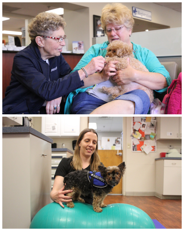 Review Medvet image 106794