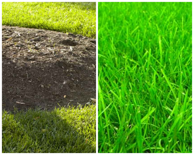 Review Lucas tree expert co, inc image 252091