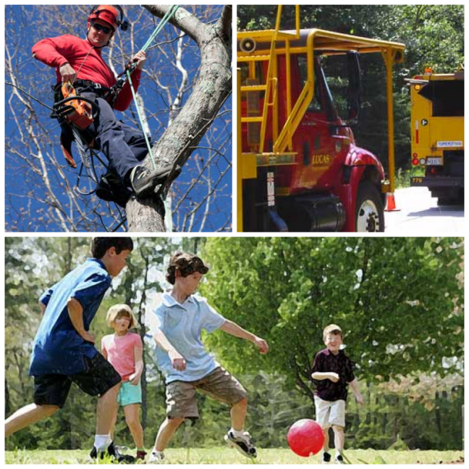 Review Lucas tree expert co, inc image 252093