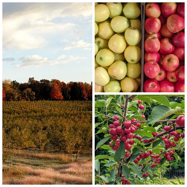 Review Sauer Orchards image 35176