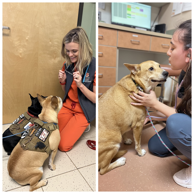Review Double oak veterinary medical center image 275869