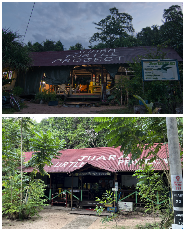 Review Jurara Turtle Project image 229125