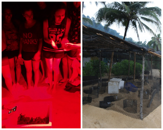 Review Jurara Turtle Project image 229127