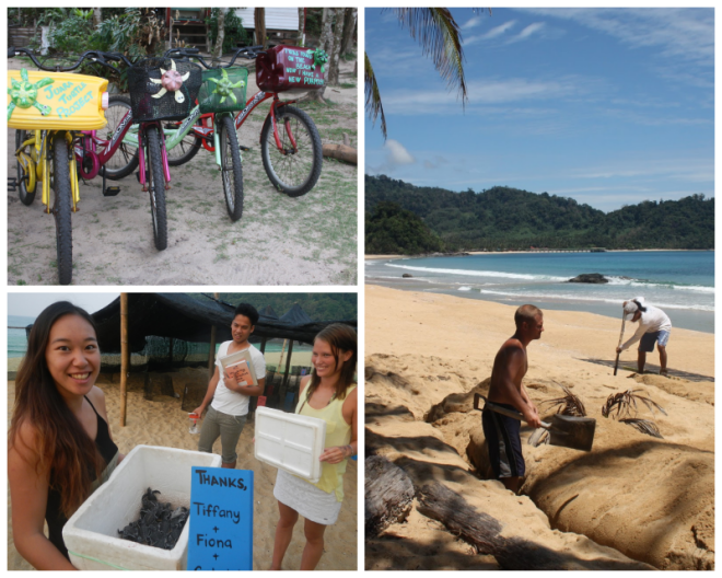 Review Jurara Turtle Project image 229129