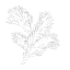 Pine Capital LLC