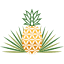 Pineapple fields